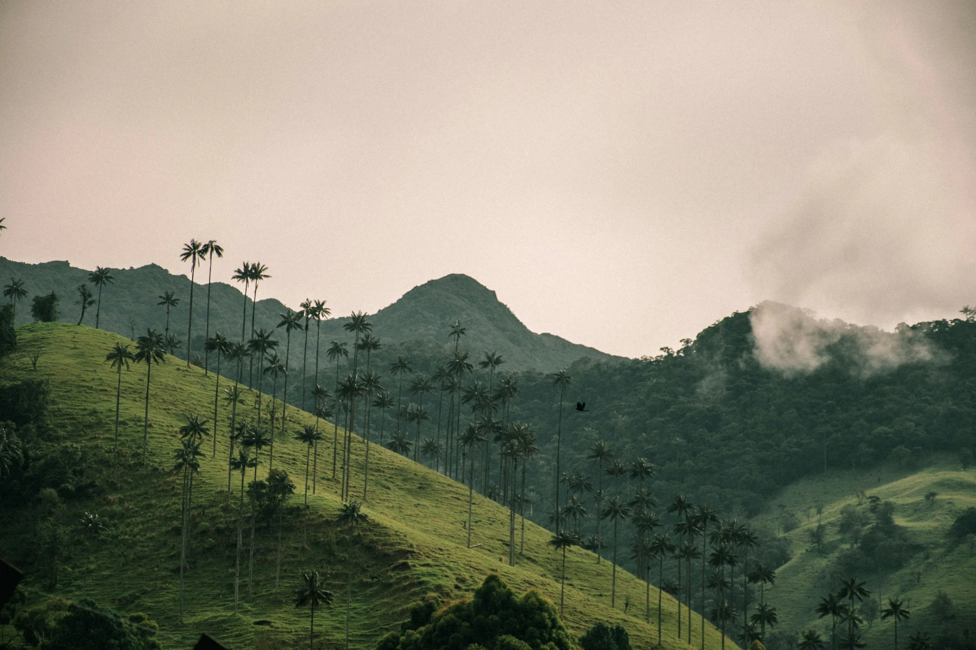 Cocora Valley Dau 11.1 09