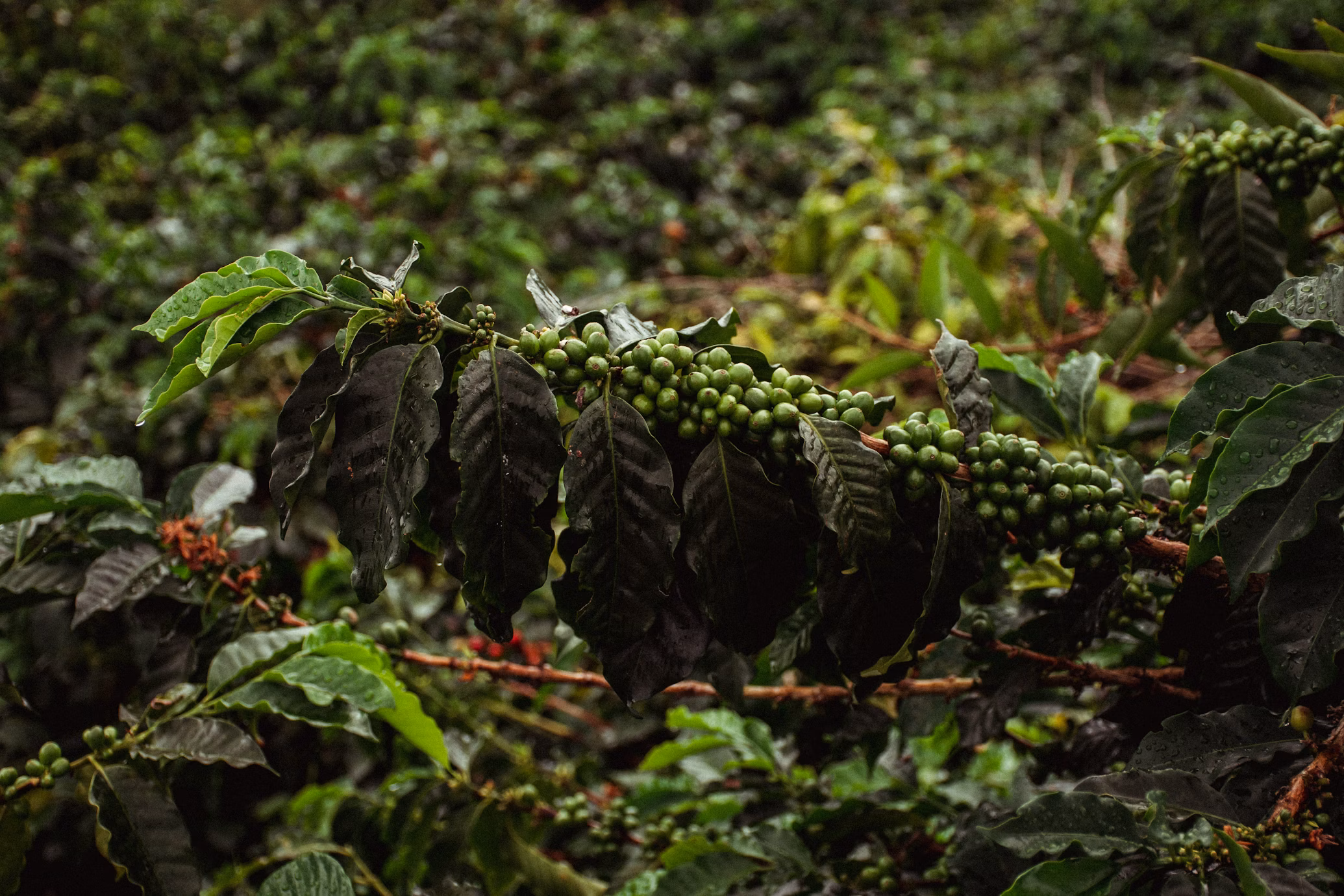 coffee Triangle 2 09