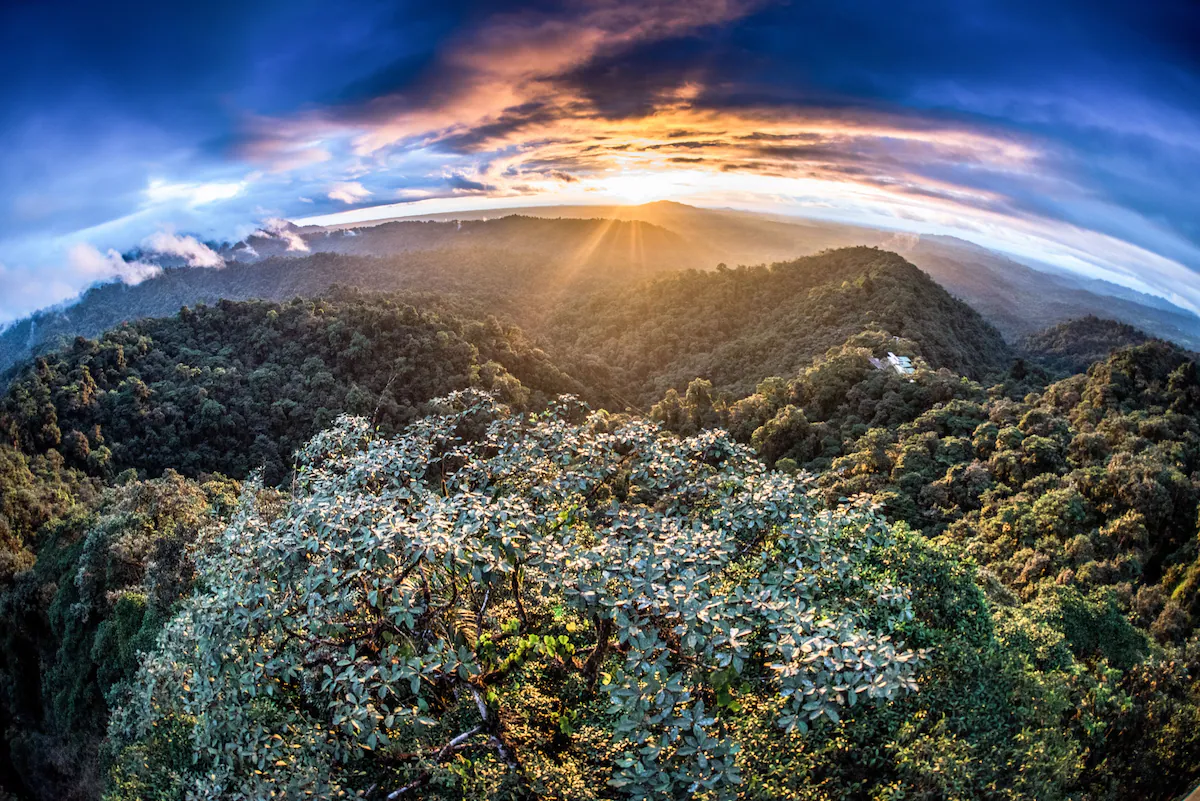 rain forest 08