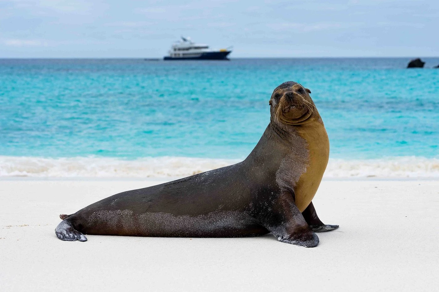 seal and yatch 2 10