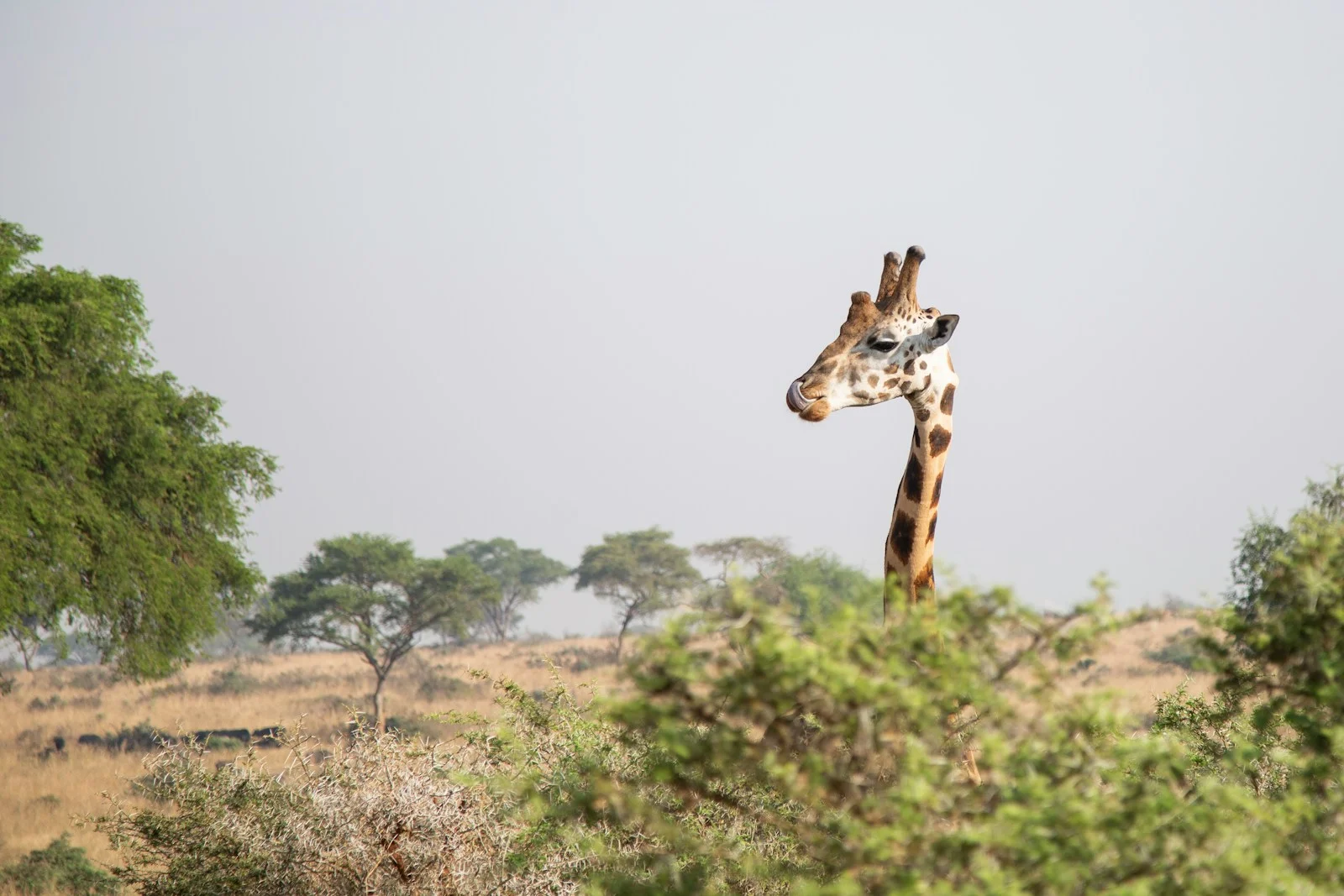 brown giraffe head behind tree during daytime