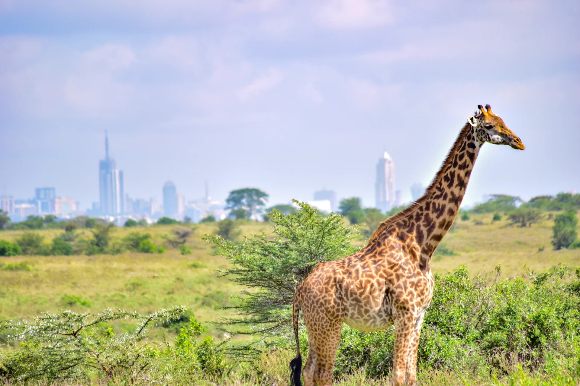 DAY 9 Nairobi Departure 46