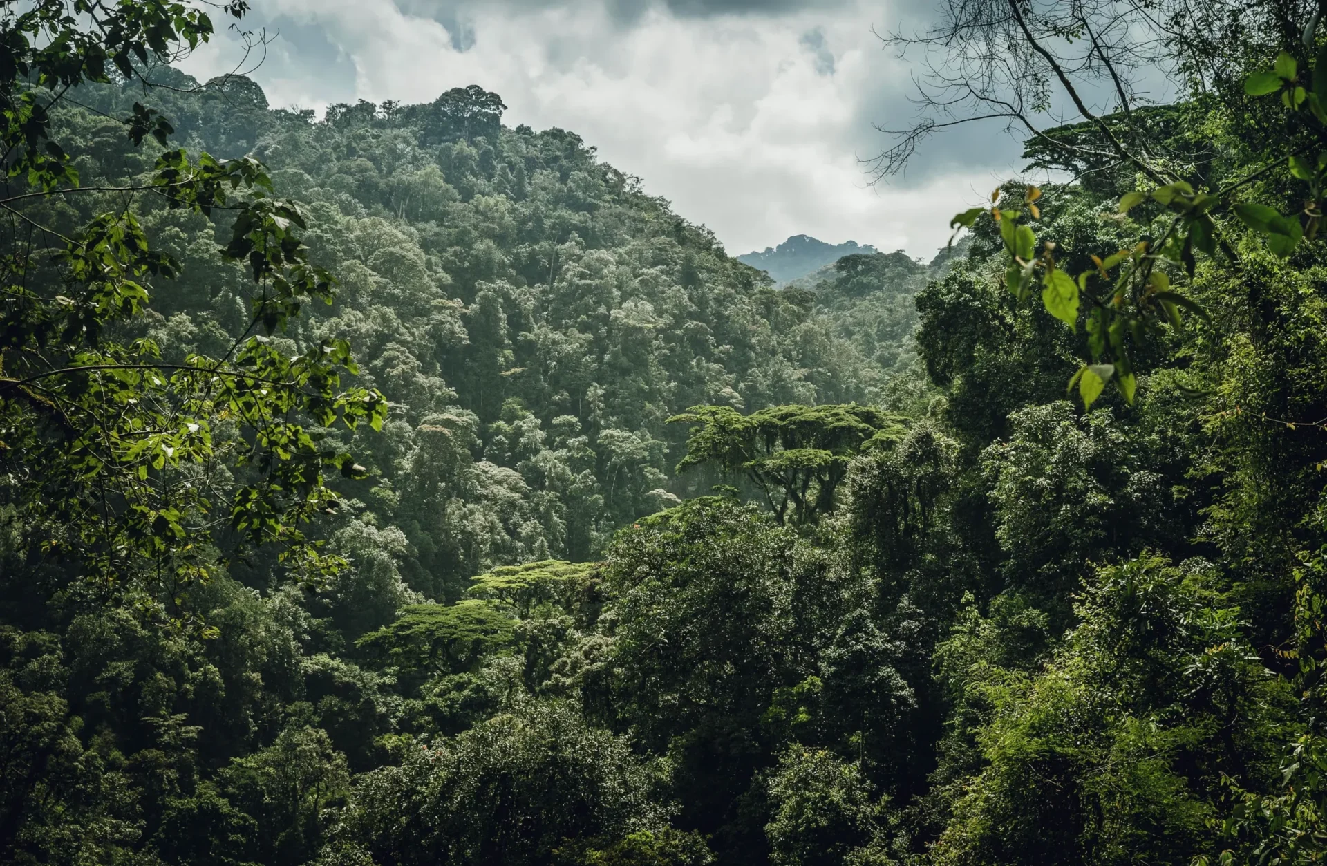 Day 2 Nyungwe Forest 41