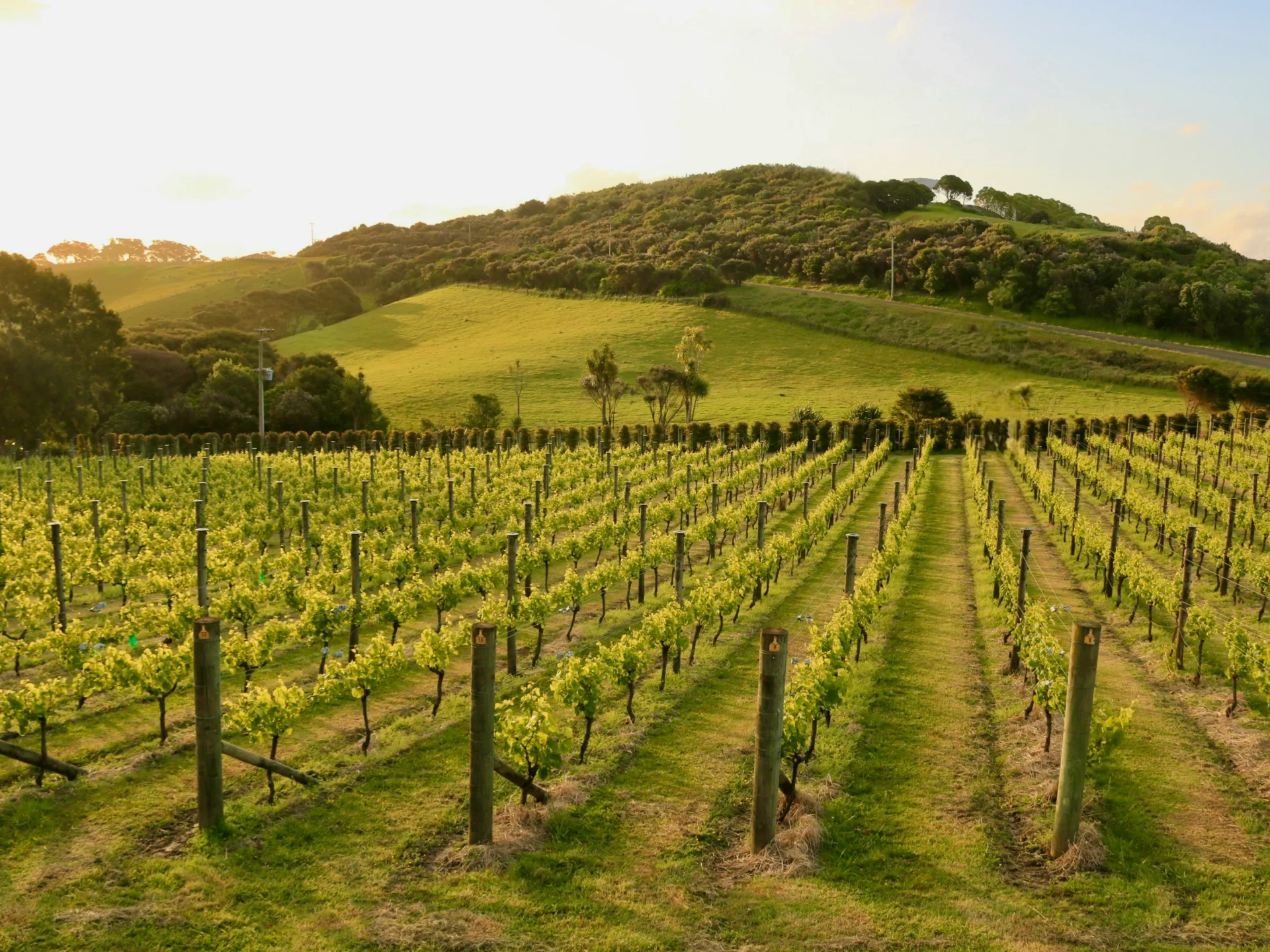 Day 2 Waiheke Island13