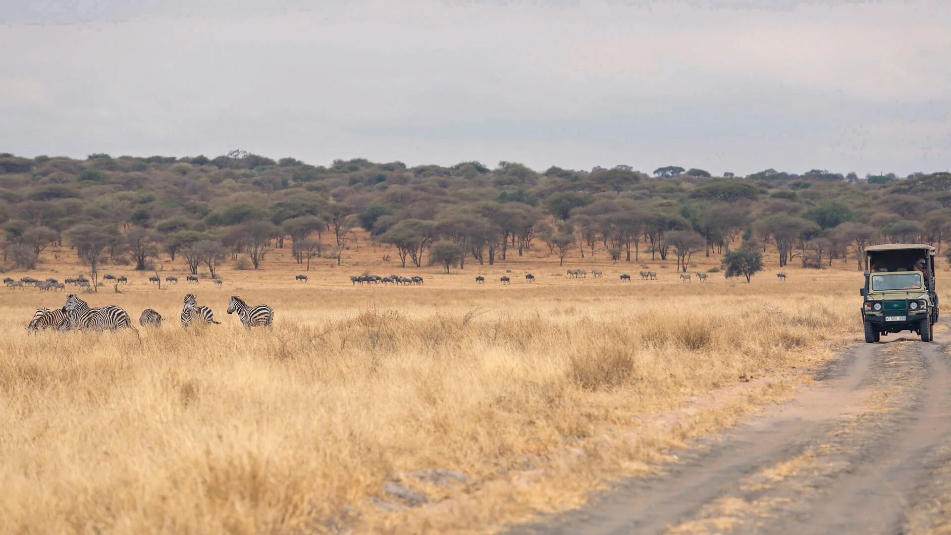 Day 3 Serengeti