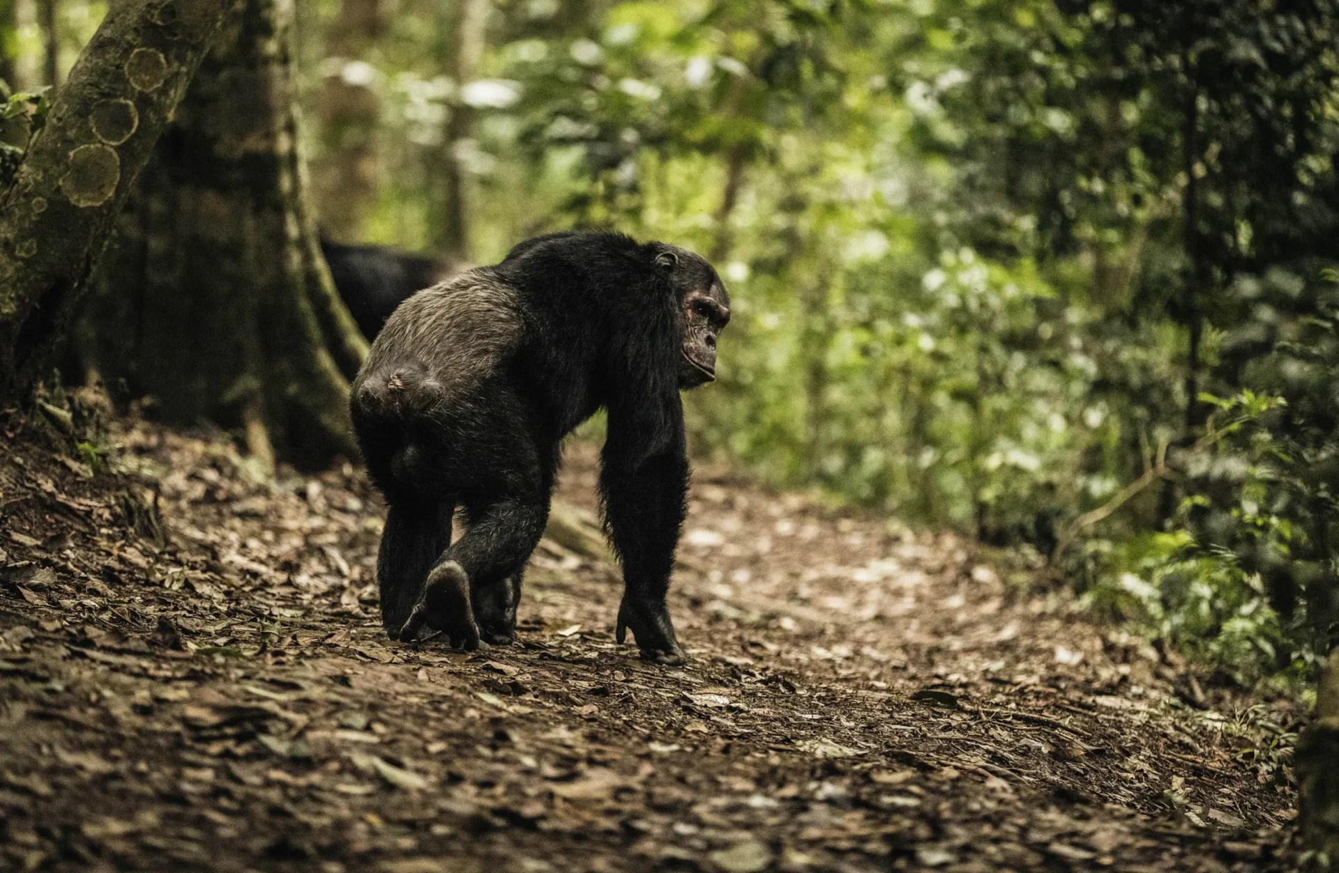Day 3-chimpanzee 41