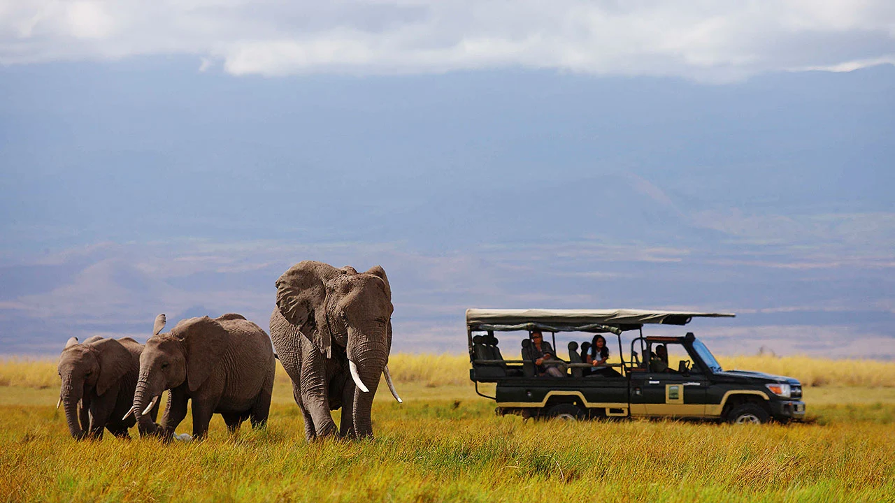 Day 3- habituated-elephant-herds 46