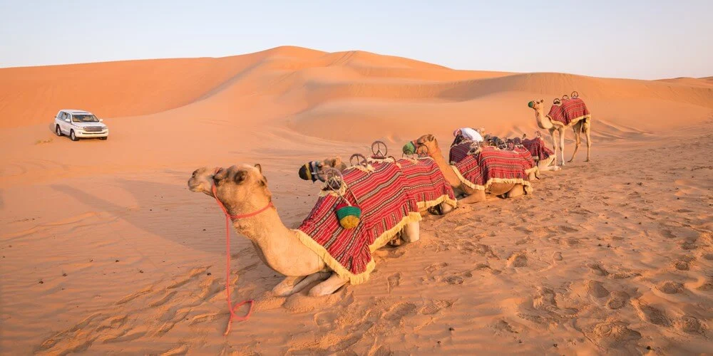 Day 4 Desert Safari Adventure