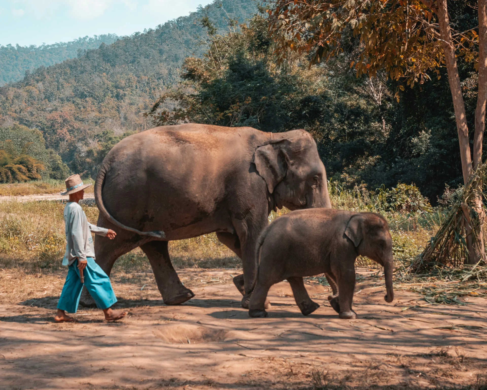 Day 4 Elephants 23