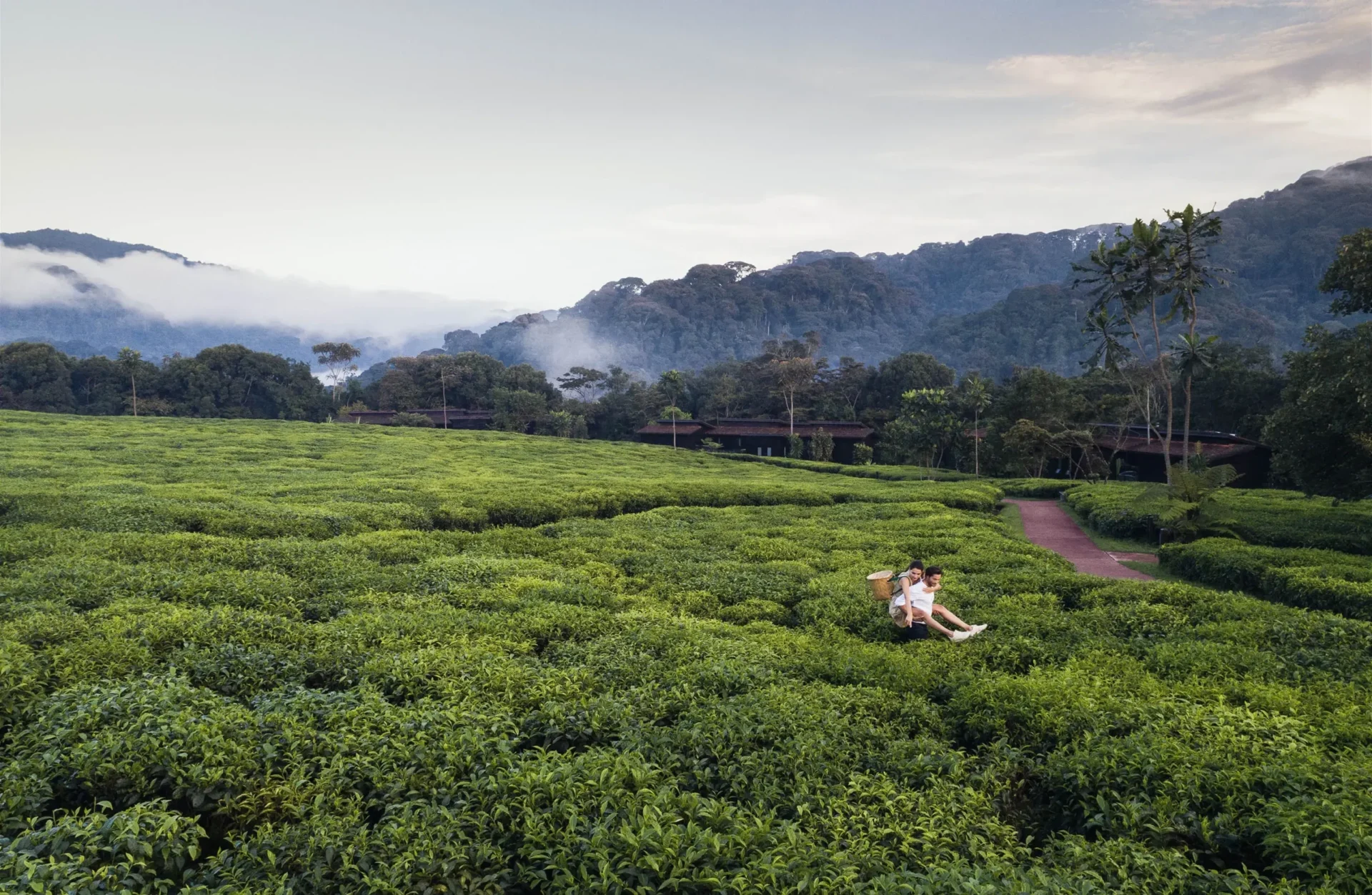 Day 4-tea-picking-41