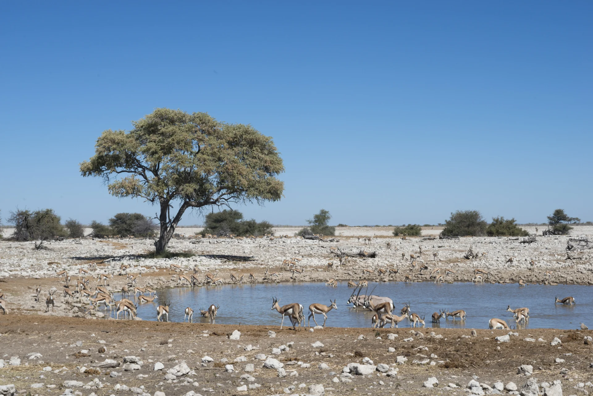 Day 5 Etosha National Park