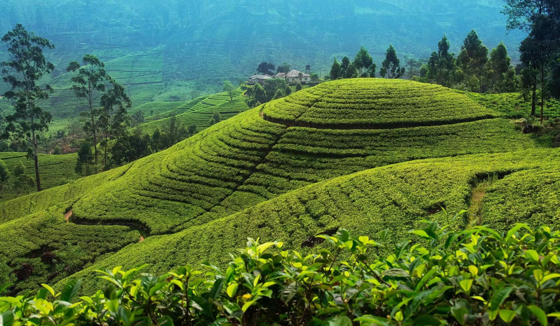 Day 5 Tea Country