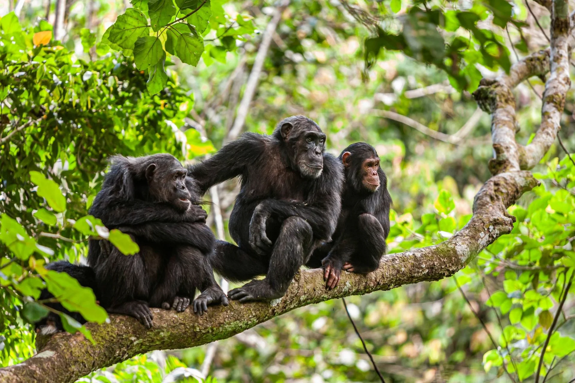 Day 6 Chimpanzee