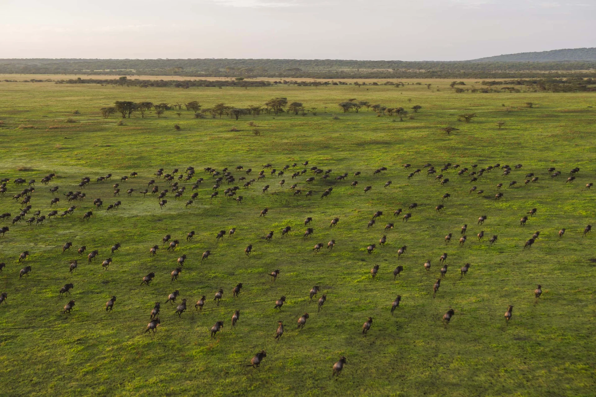 Day 6 Serengeti Explore 43