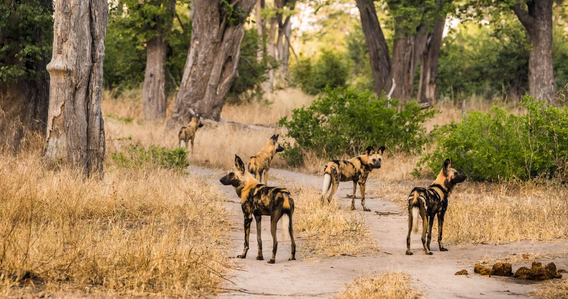 Day 6 moremi-safari
