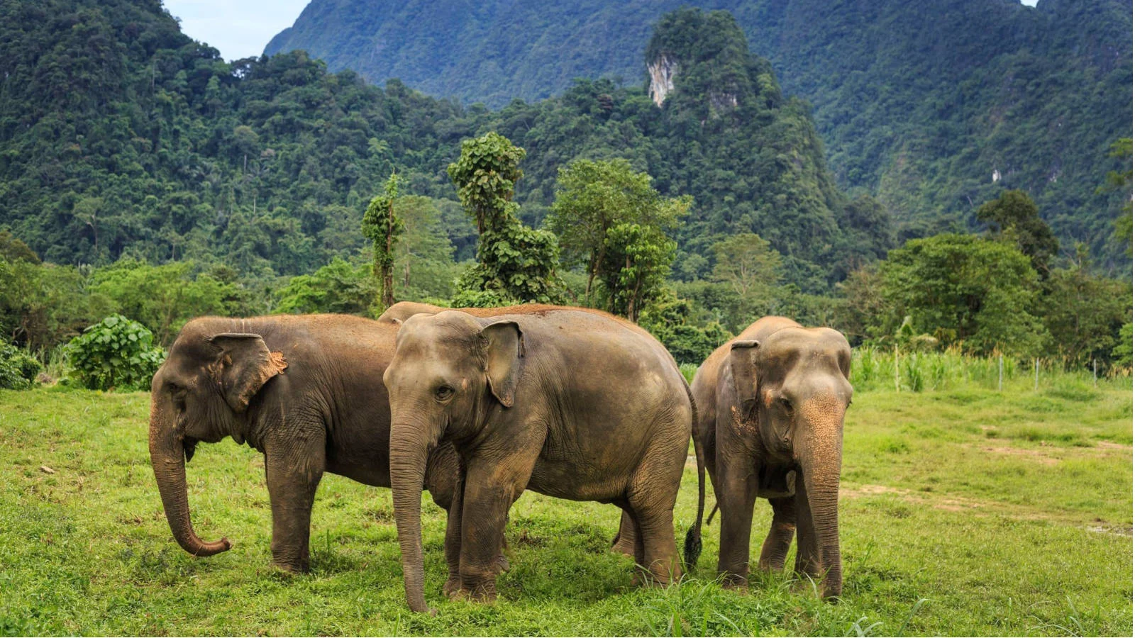 Day 7 Elephants 25