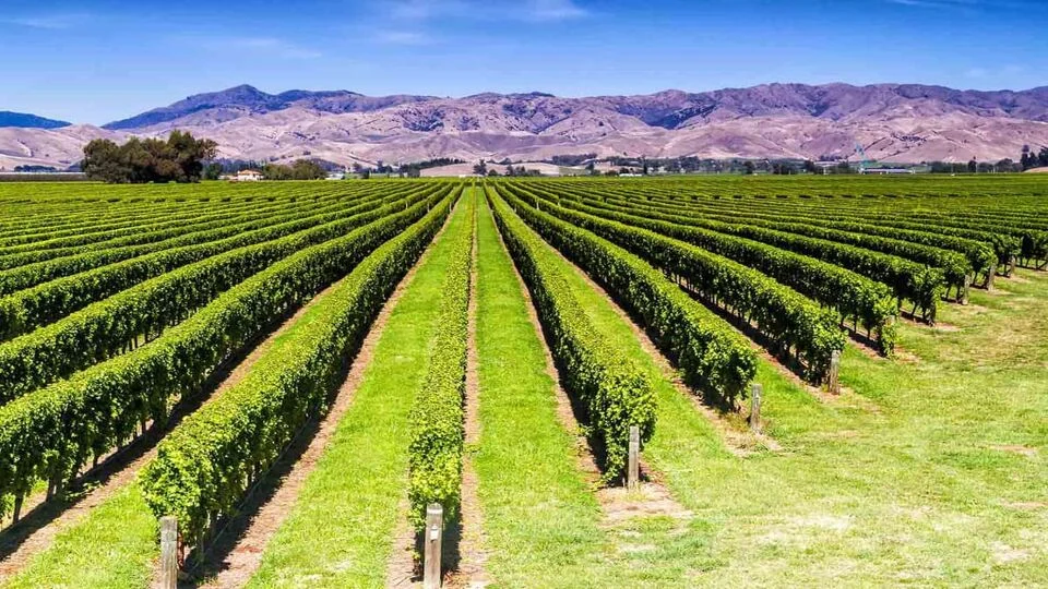 Day 7 Marlborough-Wine 13