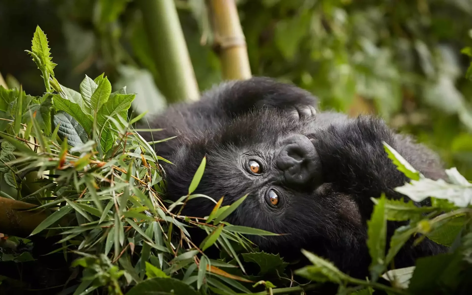 Day 7-gorilla-trek-41