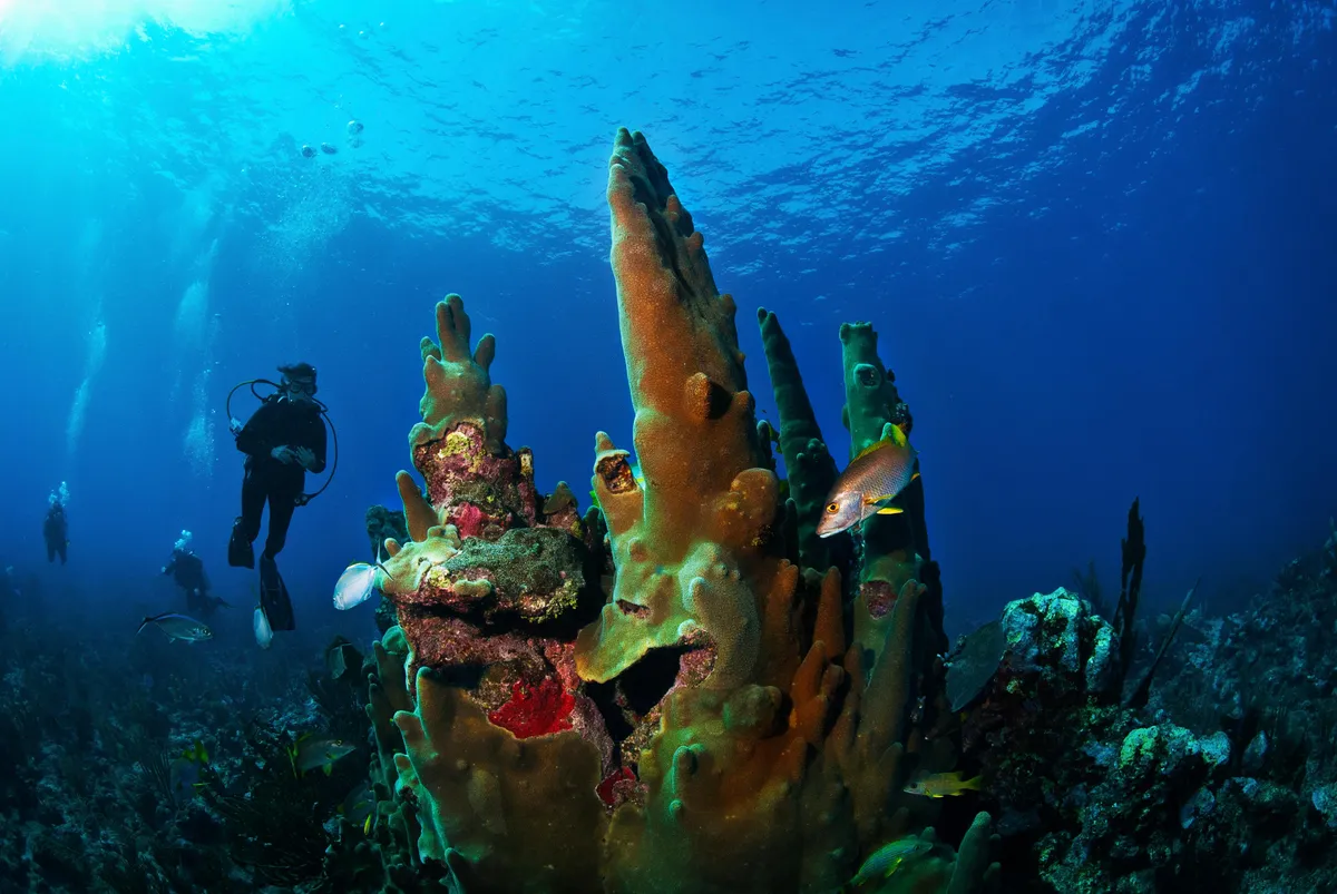 Day 8 Belize Reef