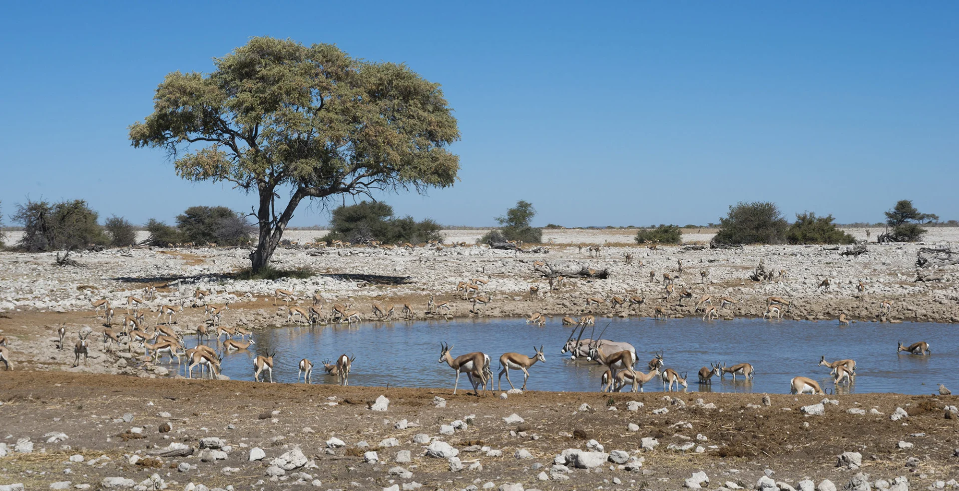 Day 8 Big Game Safari