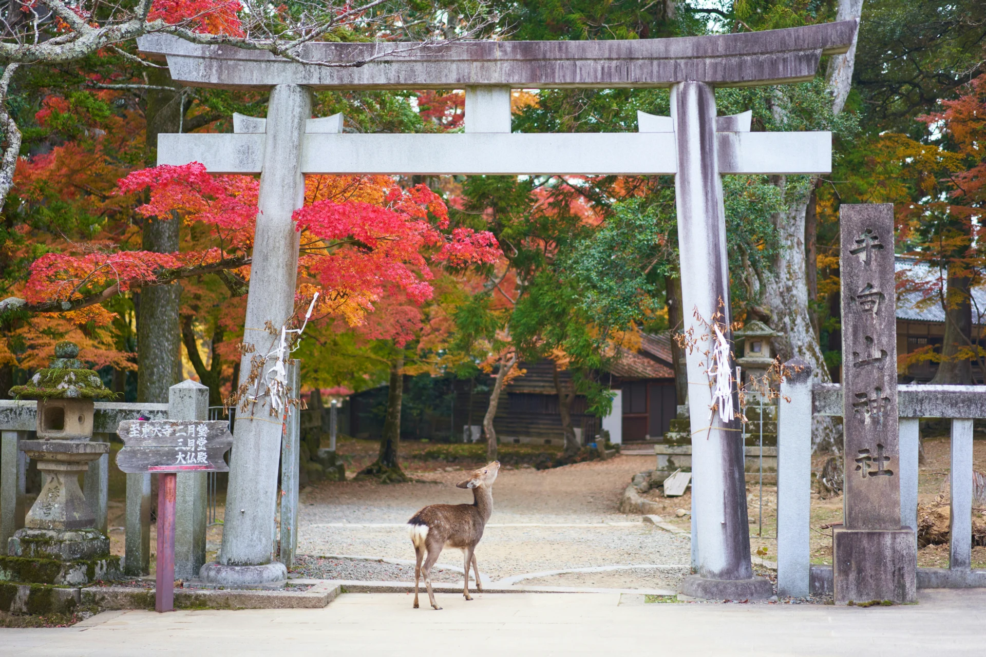 Day 9 Nara 39