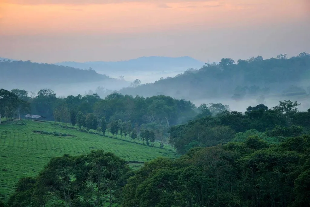 Kibale Forest 31