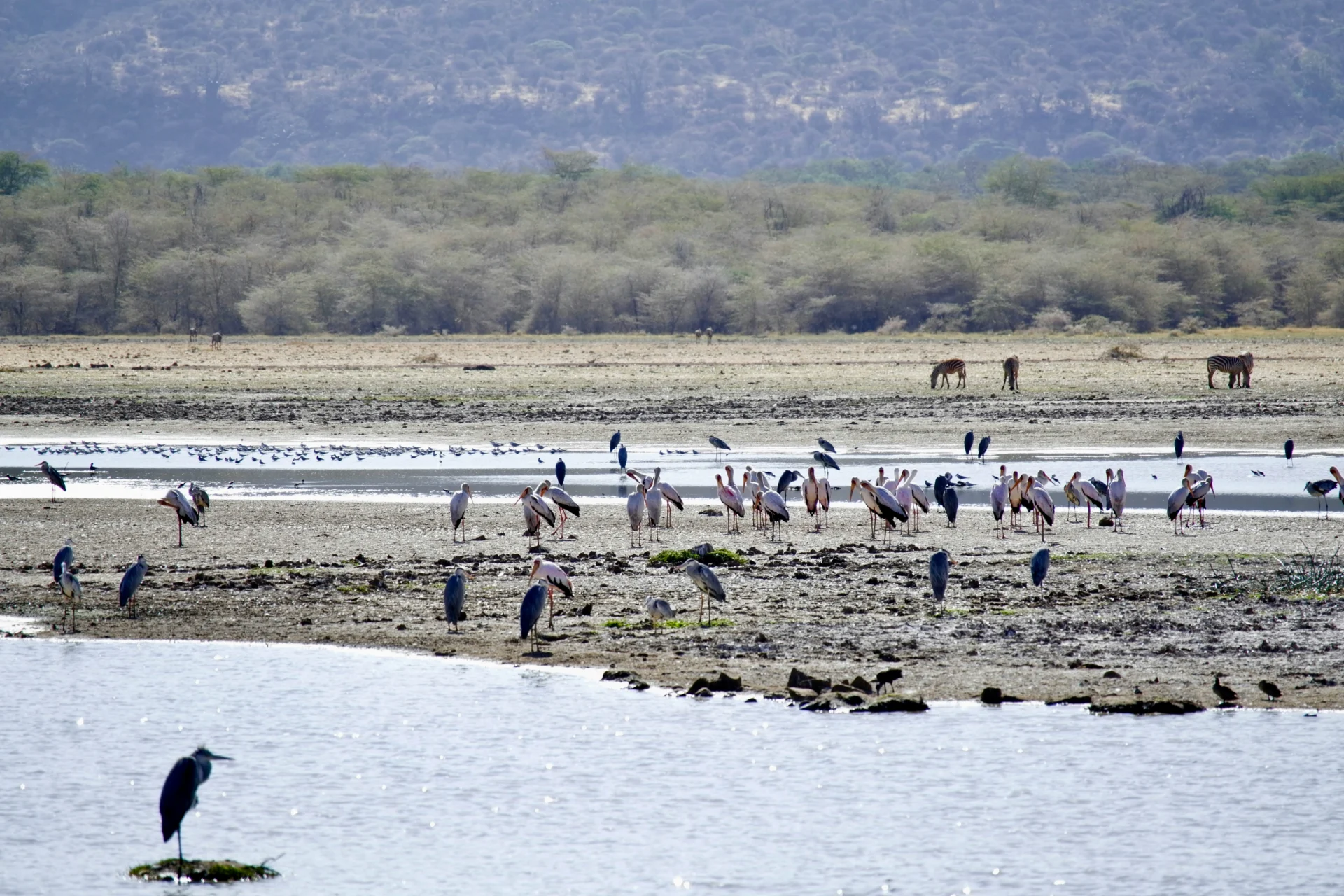Lake Manyara 26