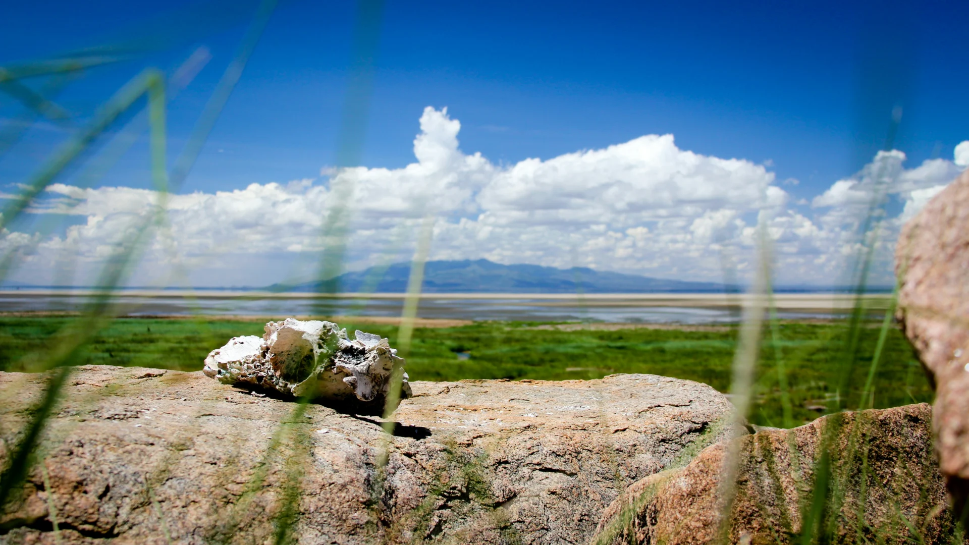Lake Manyara 28