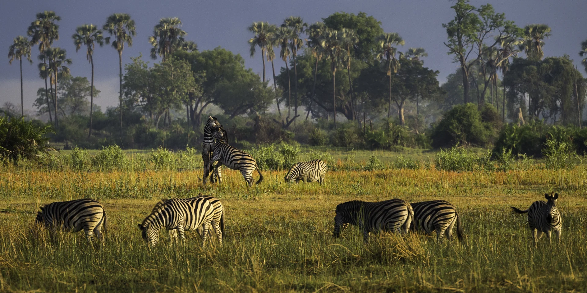 Moremi Game Reserve 42