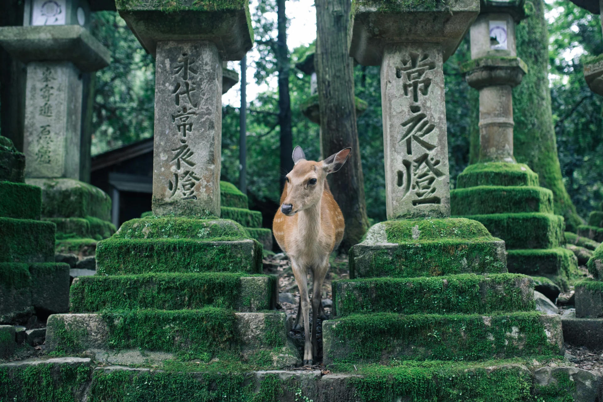 Nara 39