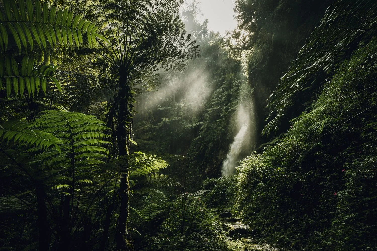 Nyungwe Forest 41