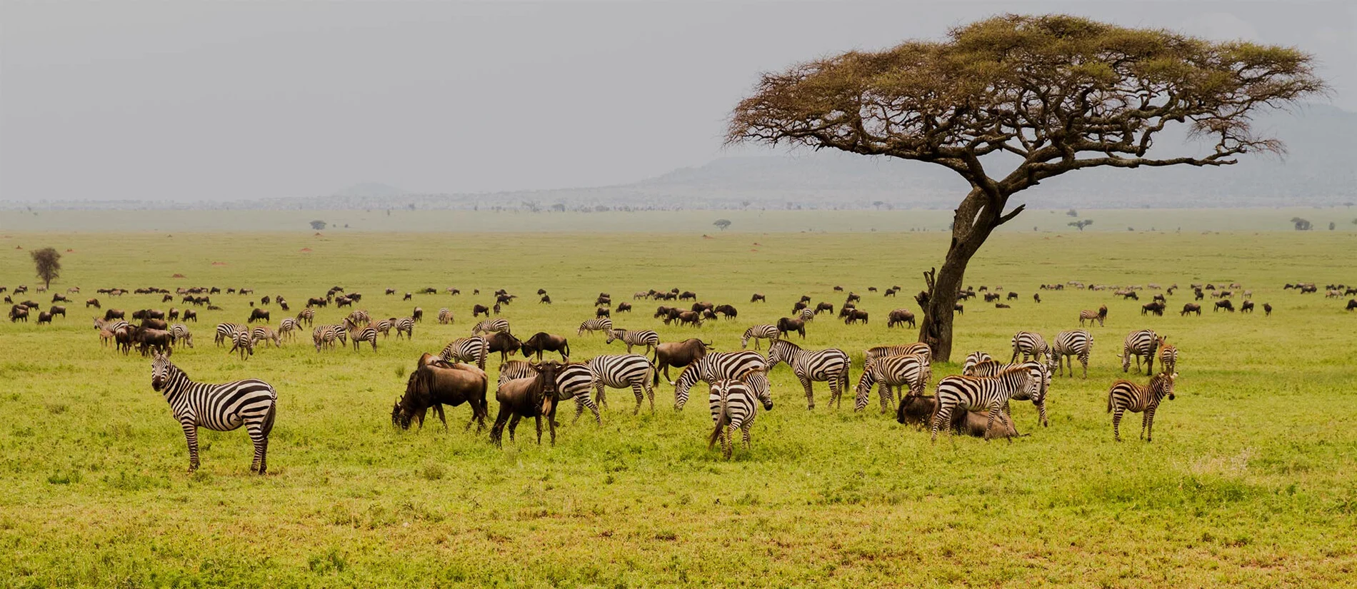 Serengeti 43