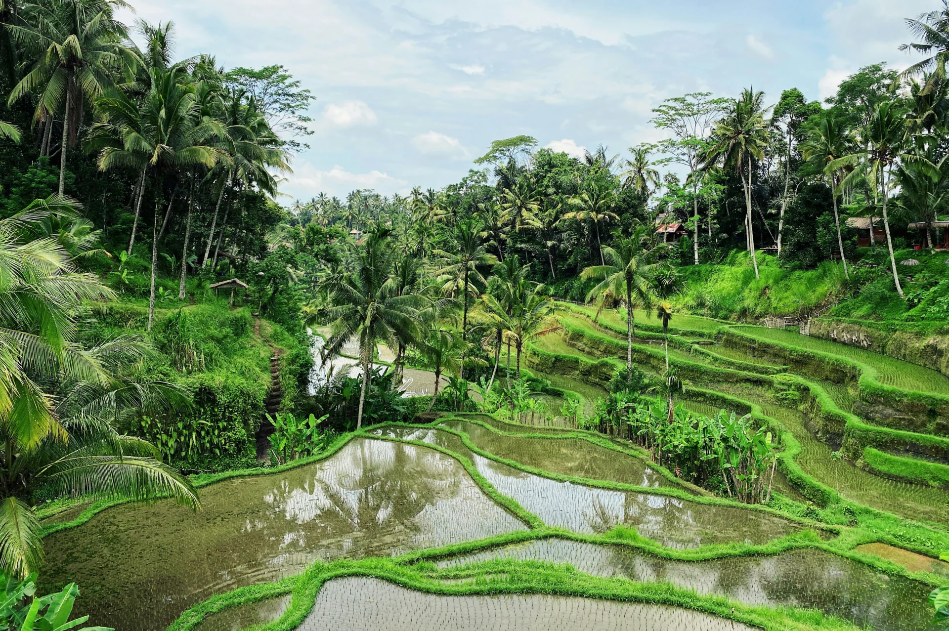 Ubud 36