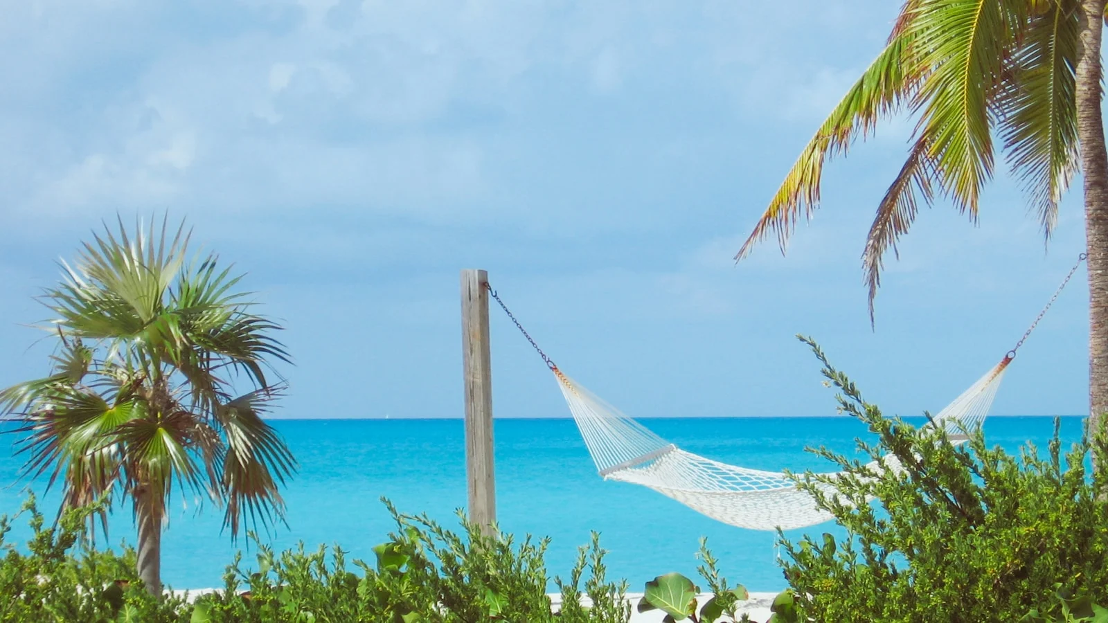 a hammock between palm trees and a body of water